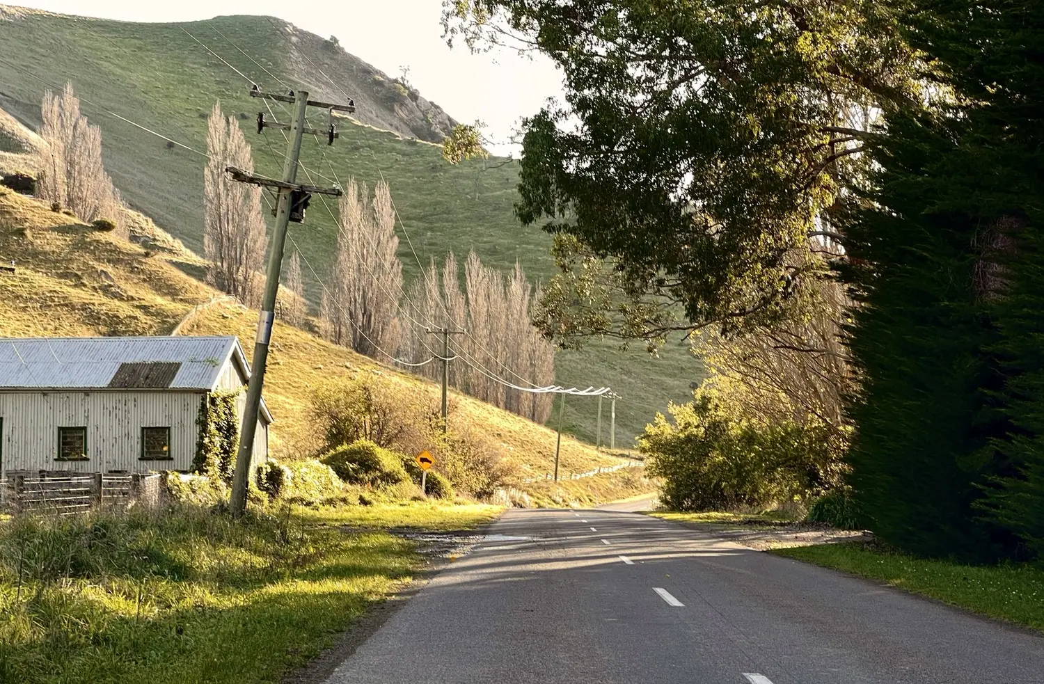 A quiet rural road past an old woolshed and poplars at golden hour