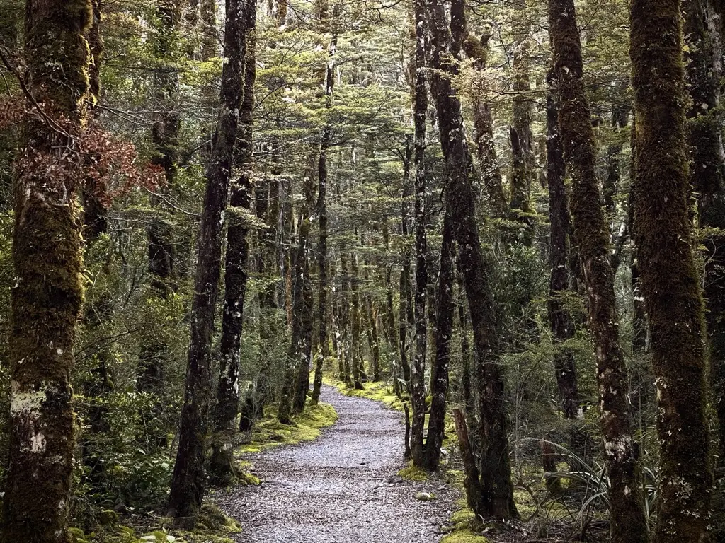 A gravel track winding into mossy native beech forest