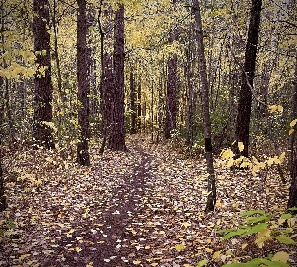 A leaf-strewn path curving through autumn woodland